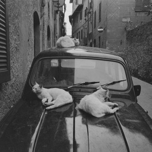 Jazz Cat by sviridpavlov