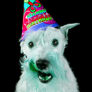 Urbane Music for Puppy Calmings - Jazz Quintet album