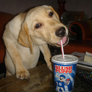 Slush Puppie by Cashoutbills