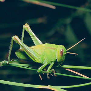 Brasil Indígena & Chuva - Som do Grilo
