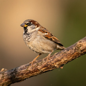 Little Sparrow Dreams by AOI LUR