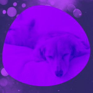 Feelings for Evening Walk with Dog album