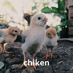 chiken by Mogosplat