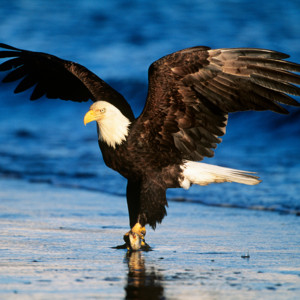 Camila Barros - Motivação Master