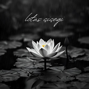 LOTUS ÇİÇEĞİ by Pengu