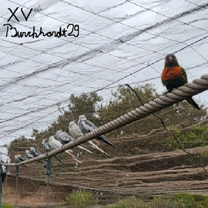 Burckhardt29 - Arica