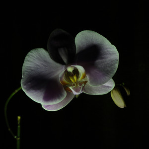 Orchid by Aetheria Solara