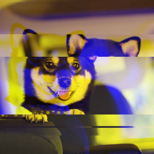 Jazz Organ - Background Music for Dog Connections album