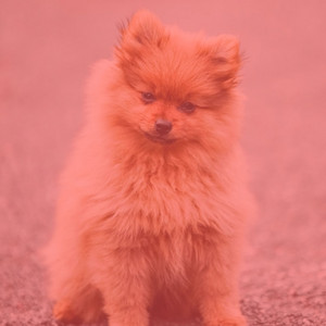 Music for Well Trained Pups album