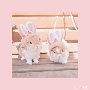 bunnies!! cover