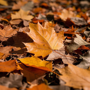 el color del otoño by Samtilmes