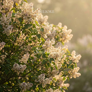 Sunlit Lilac by Meliore
