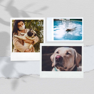 Sleepy Pup - Background Music album