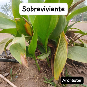 Sobreviviente by Aronaxter