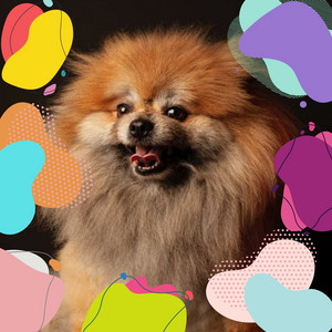 Joyful Background for Resting Pets album