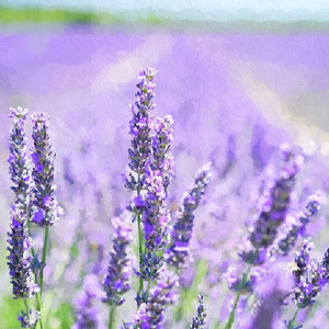 Lavender