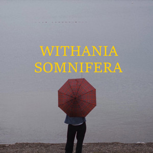 WITHANIA SOMNIFERA by The Cave