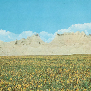 album cover: Dreams of a Sunflower River