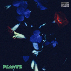 Saint Vincent by The Roses