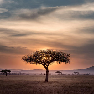 Roots Deep by Rayon Creed
