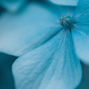 Hydrangea by Alleviation