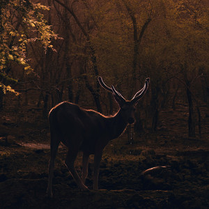 Fading by EVRHRT, Jake Dillon, Mary Kate Coleman