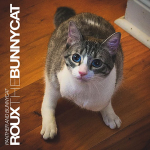 Roux the Bunnycat