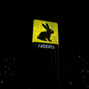 rabbits