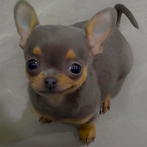Woofart by keko.exe
