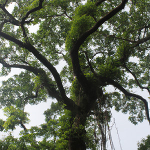 Charika gadra by Rami