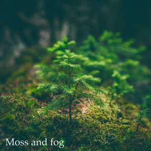 Moss and fog