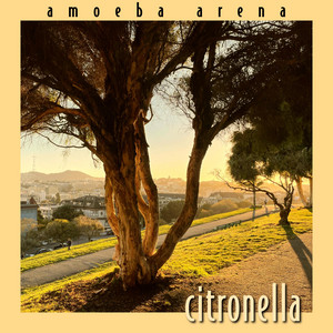 Citronella by Amoeba Arena