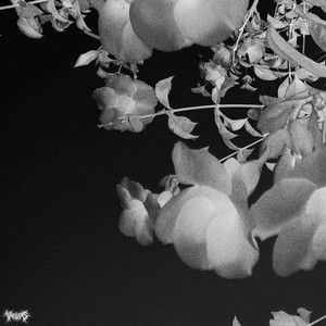 Dead Flowers by Vaelleas