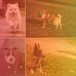 Music for Chilling Puppies - Chill Out Guitar album