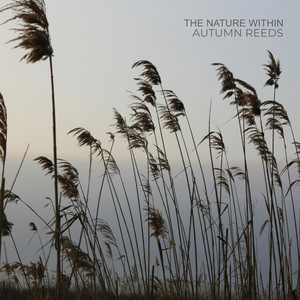 Autumn Reeds by The Nature Within