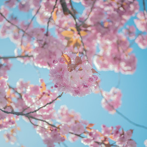 Spring Poem by BigRicePiano