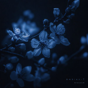 blossom by Ambien-T