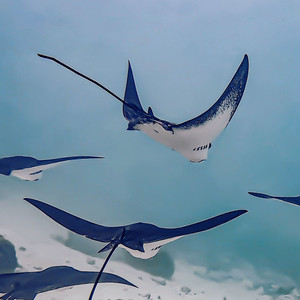 Flight of the Stingrays by Alex Varmatt
