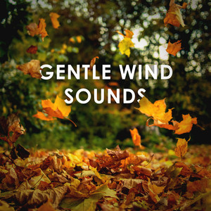 Relaxing White Noise Sounds - Gentle Wind Sounds: 1 Hour of Pure Relaxation to Calm Down ASMR