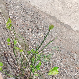 Michael Wolanskyy - Your Sweet Mouth