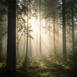 Woods of Light by Mosslight