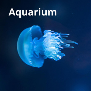 Aquarium by Sendakure