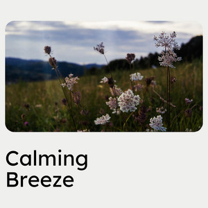 Calming Breeze album