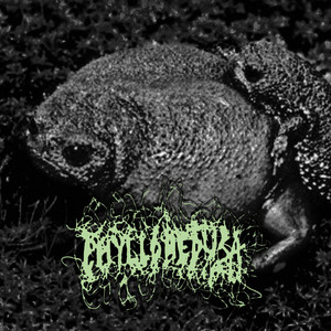 The Black Rain Frog - song and lyrics by Phyllomedusa | Spotify