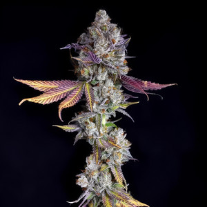Dro
