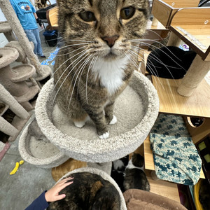 Felissen - 2004 Ur Mall