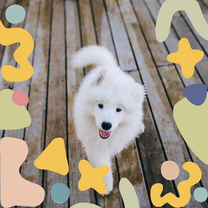 Stellar Music for Adventures with Dogs - Sax Jazz album