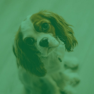 Quartet Jazz - Ambiance for Puppies and Holidays album