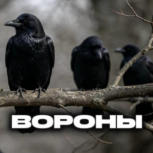 Вороны by Rafs Perfume