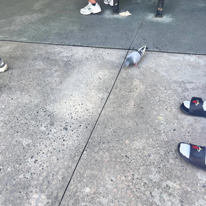 That pigeon